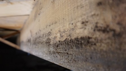 Crawl Space Mold Damage Repair | Charlotte NC | Free Estimate